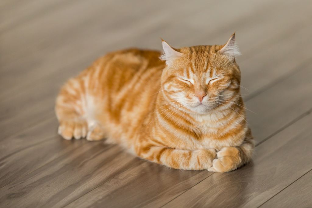 Orange cat resting on a wooden floor.
